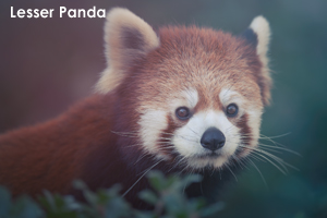 syagiyama_oct_2016_15lr