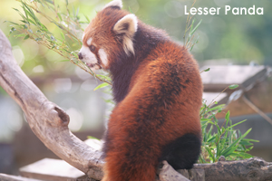 syagiyama_oct_2016_17lr