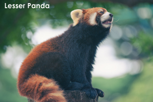 syagiyama_sep_2008_09lr