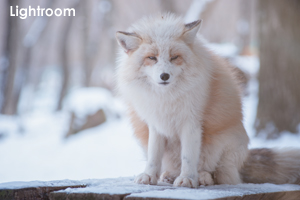 szaofoxvillage_dec_2015_02lr