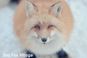 szaofoxvillage_dec_2015_05lr