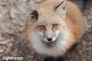 szaofoxvillage_dec_2015_09lr