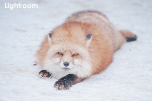 szaofoxvillage_dec_2015_10lr