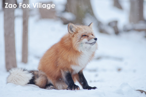 szaofoxvillage_dec_2015_15lr