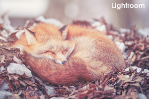 szaofoxvillage_dec_2015_21lr